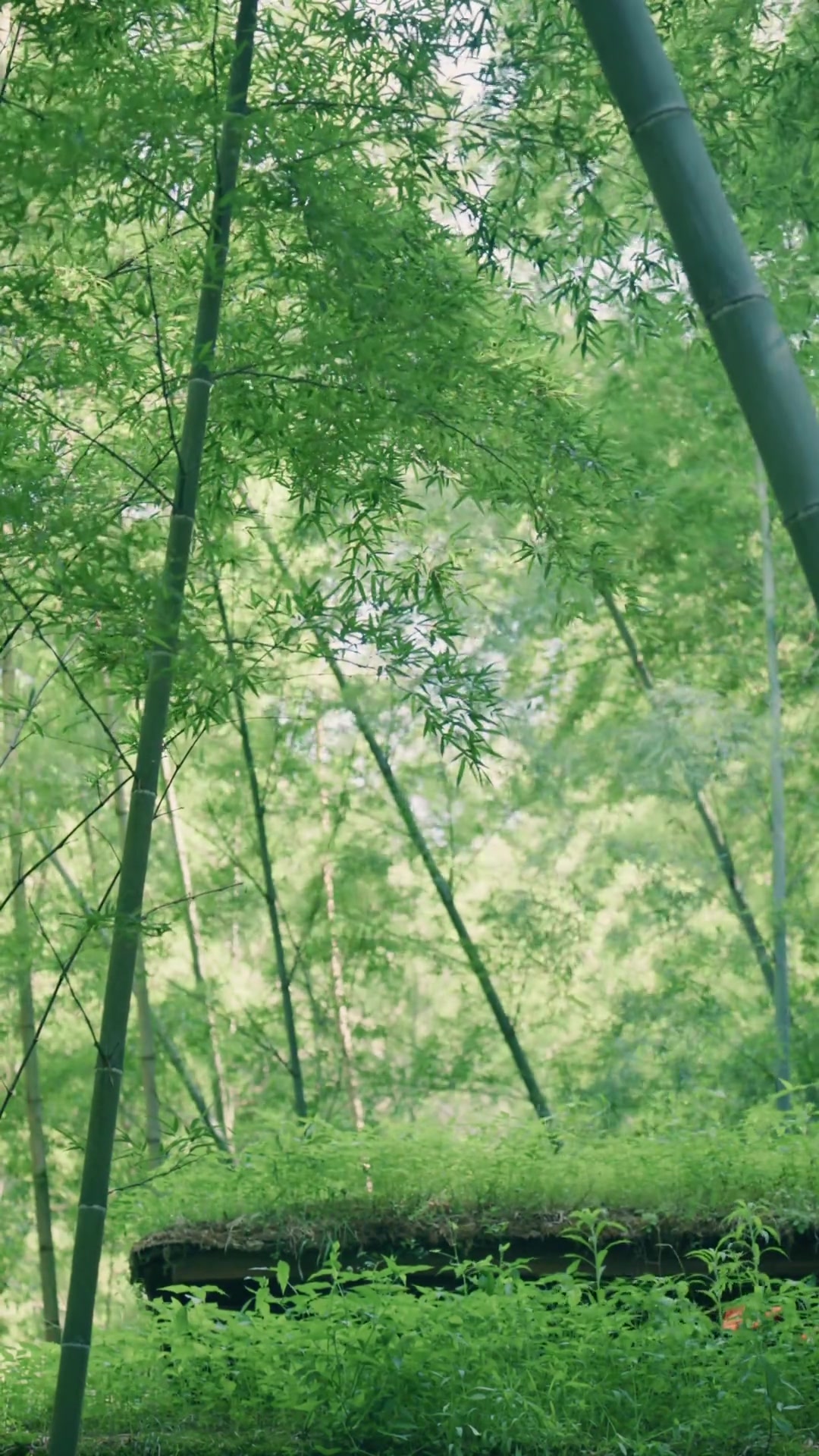 闲来坐幽篁,看煮竹间露