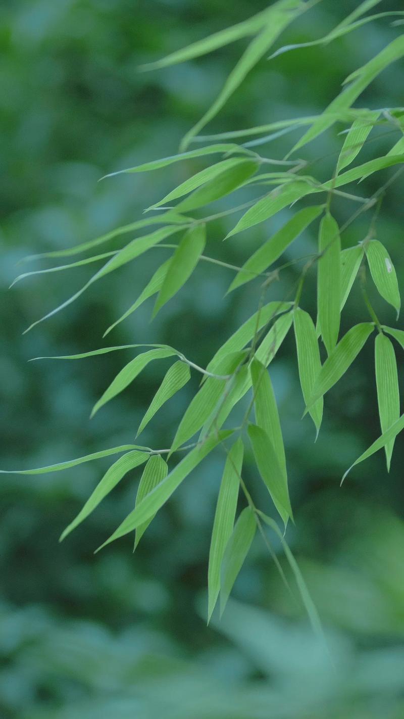 独坐幽篁里 弹琴复长啸.#我的摄影日记 #竹子 #情绪风 #